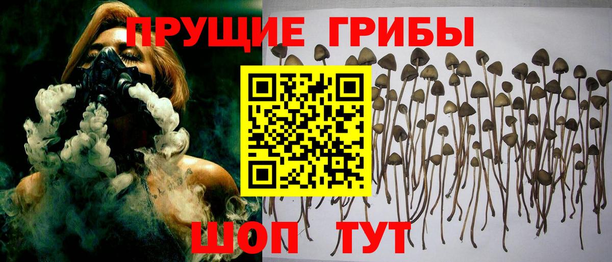 закладка  Вход с VPN  Братск  Псилоцибиновые грибы Psilocybe 